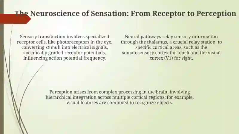 Beyond the Traditional Five: Unveiling Our Sensory World 4