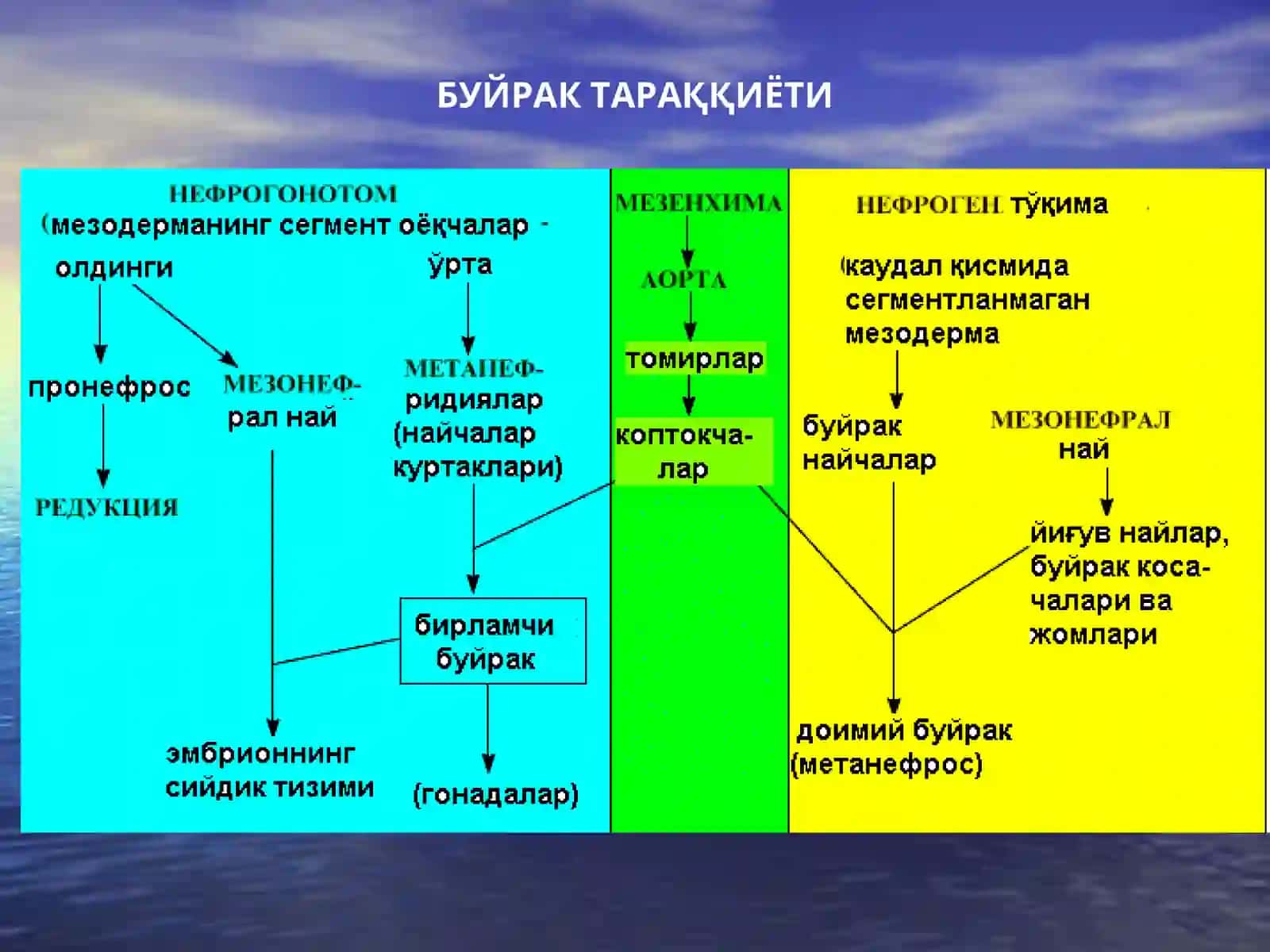 Маъруза№4Айирув тизими,эркаклар жинсий тизими 4