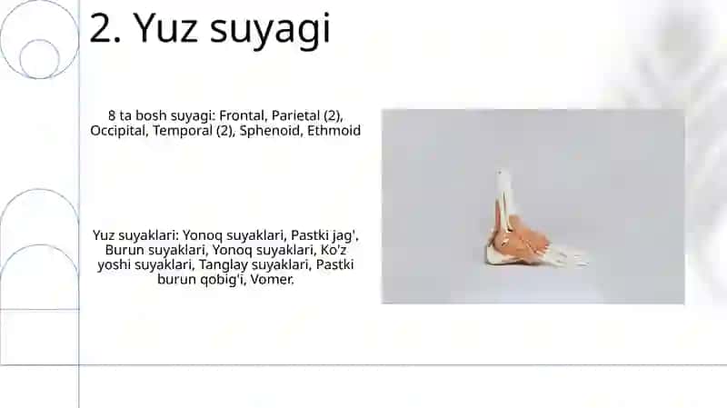 Anatomiya fanidan kalla suyaklarining umumiy tasnifi 4