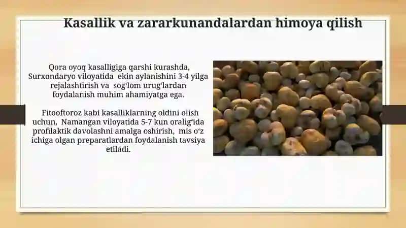 Kartoshka yetishtirish texnologiyasi 4