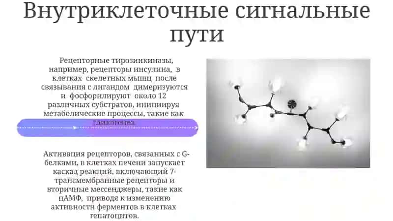 Биохимия гормонов: механизм действия и регуляция 4