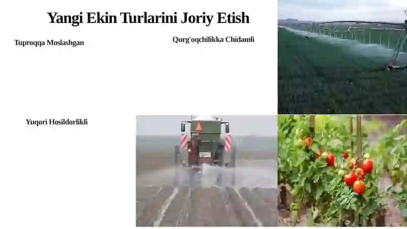 Iqlim O'zgarishi: Hosildorlik va Oziq-ovqat Xavfsizligiga Tahdid 4
