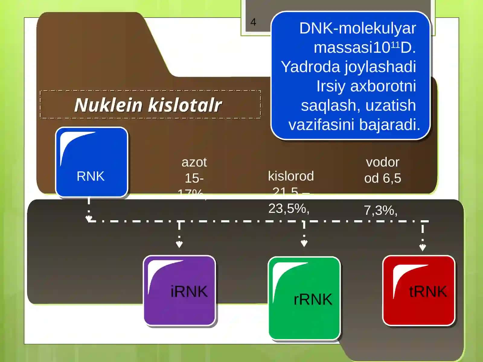 NUKLEIN KISLOTALAR TUZILISHI VA FUNKSIYALARI 4