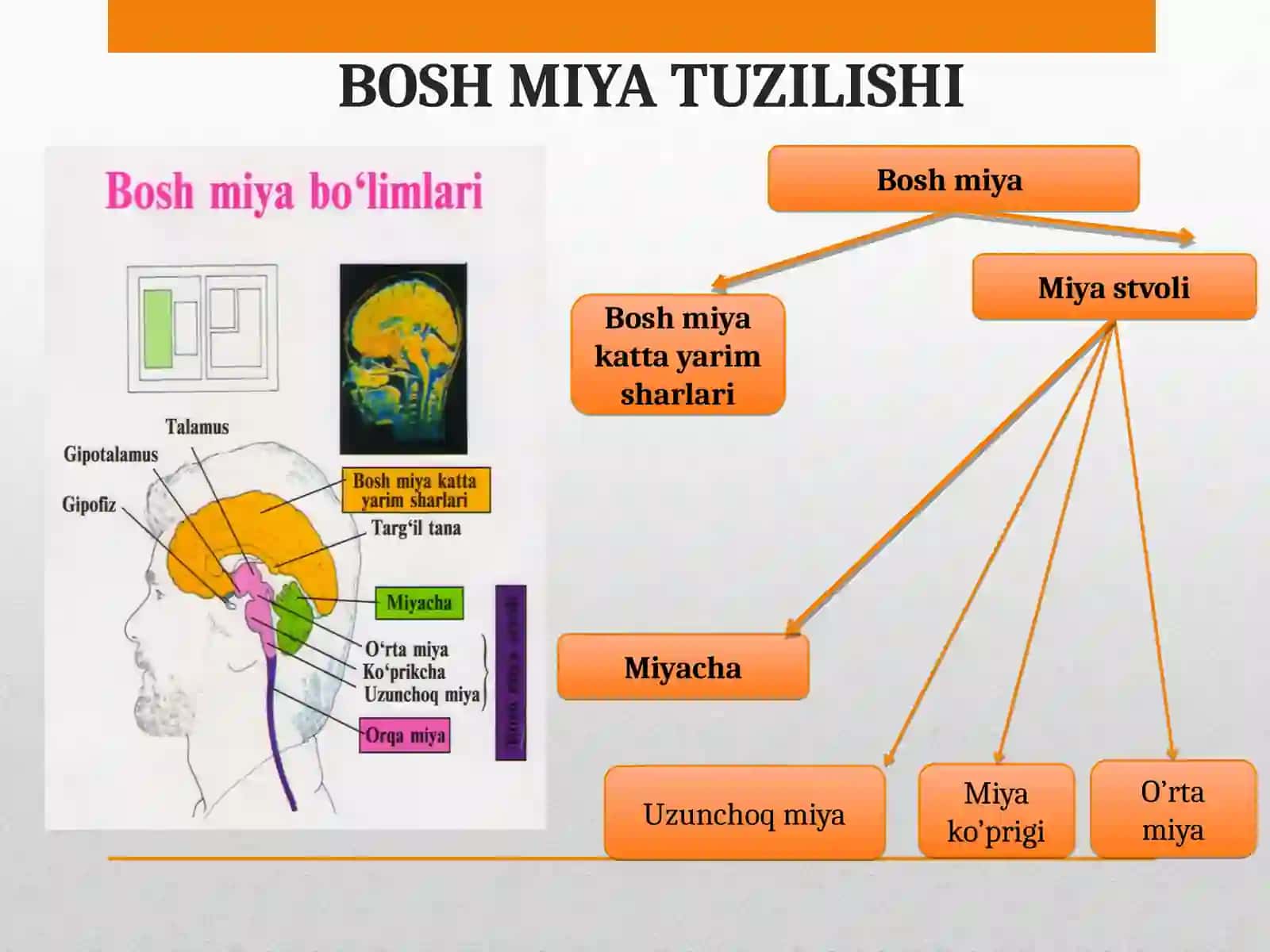 Bosh miya darstaqdimoti 4