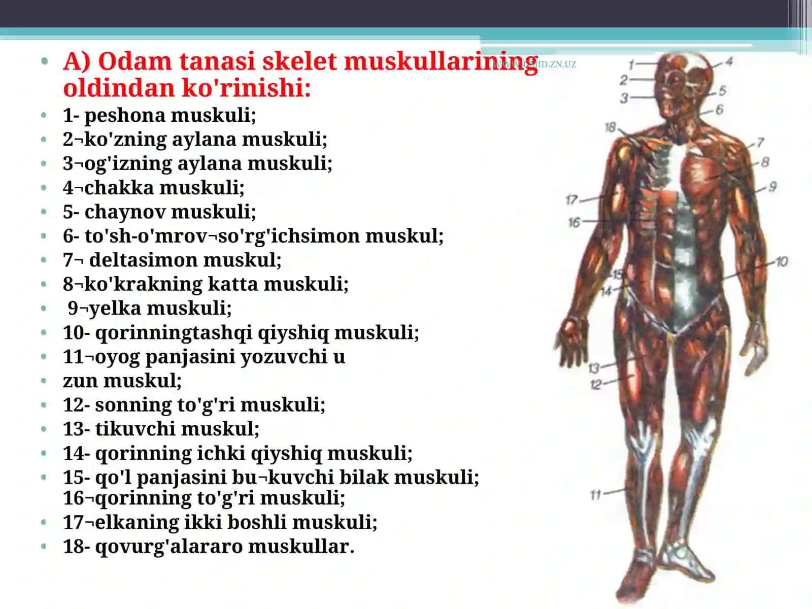 Muskullarva ularning vazifalari 4