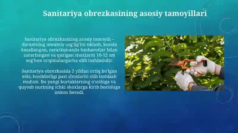 Bog'larda sanitar kesish usullari va uni o'tkazish texnologiyasi 4