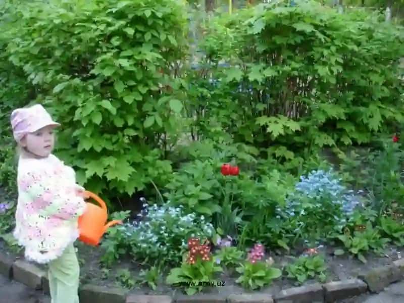O'simliklar dunyosini muhofaza qilish 4