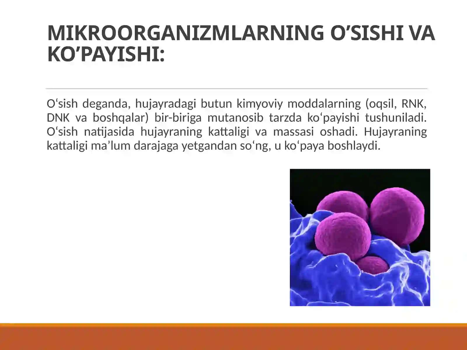 MIKROORGANIZMLARNING O’SISHI VA RIVOJLANISHI 4