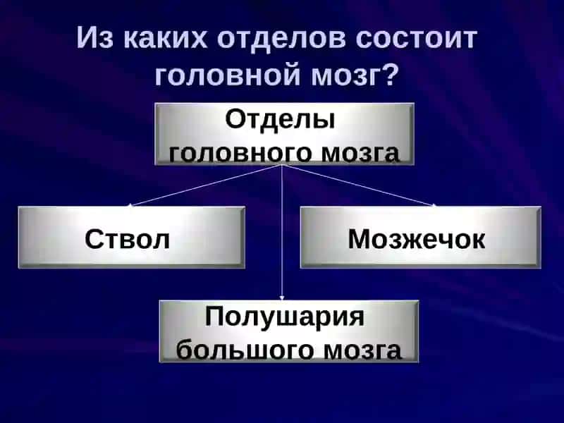 Строение и функции головного мозга 4