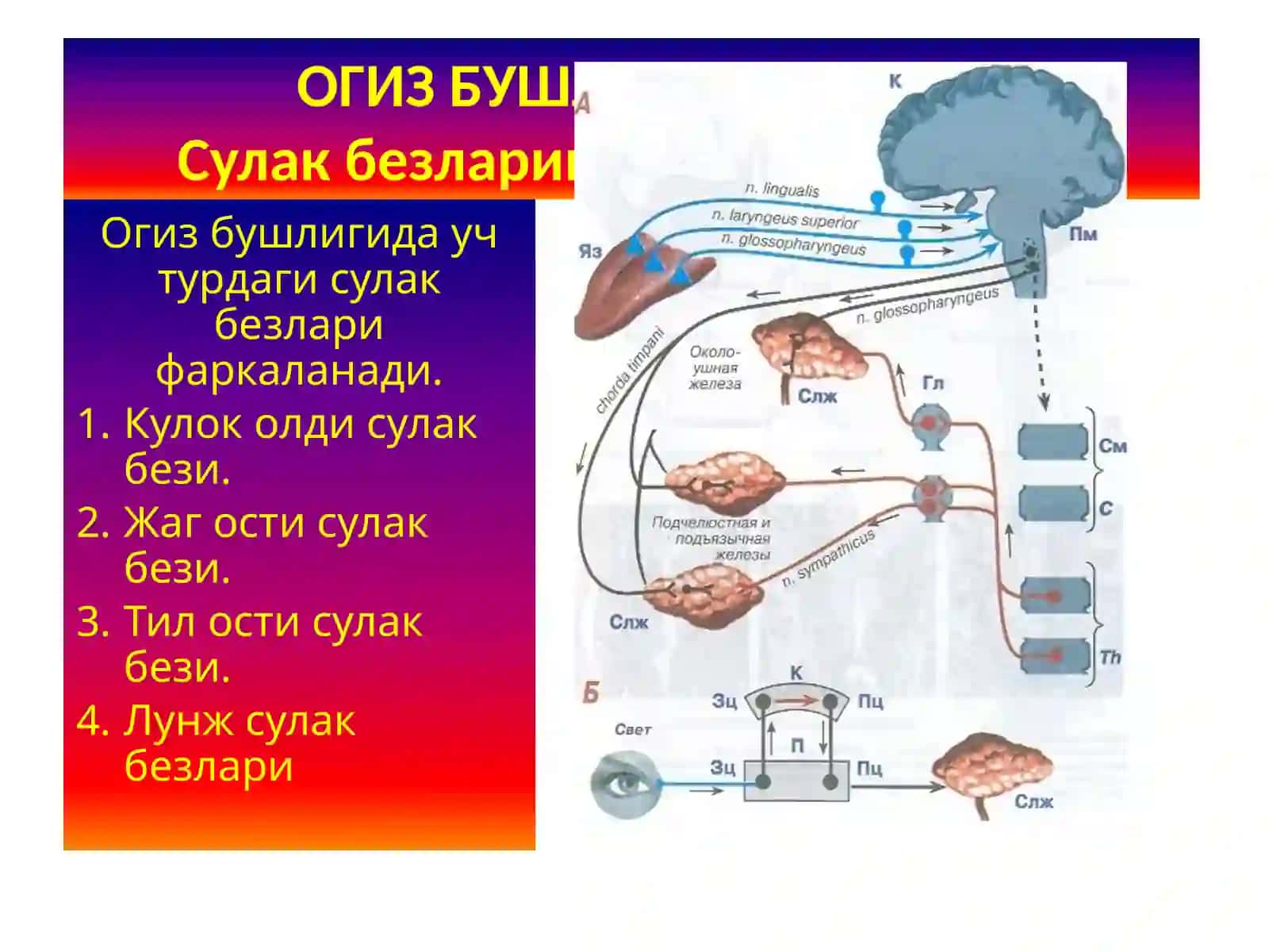ОВКАТ ХАЗМ КИЛИШ ТИЗИМИ ФИЗИОЛОГИЯСИ 4