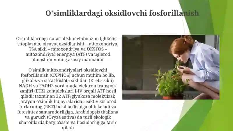 Nafas olish jarayonining oʻsimlik metabolizmidagi oʻrni 4