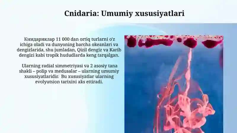 Cnidarianlar Ekologiyasi 4