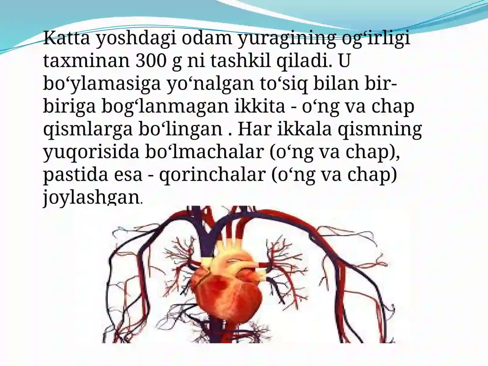 Yurakqon-tomir tizimi anatomo-fiziologik xususiyatlari 4