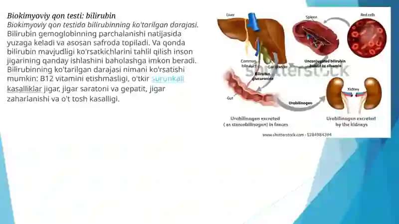 Biokimyoviy qontekshiruvi qanday ko'rsatkichlarni o'z ichiga oladi 4