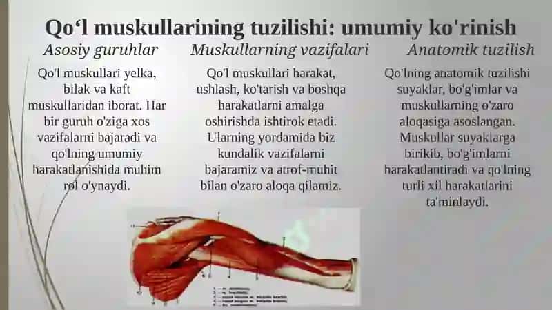 QO‘L VA OYOQ MUSKULLARINING TUZILISHI VA JOYLASHISHI 4