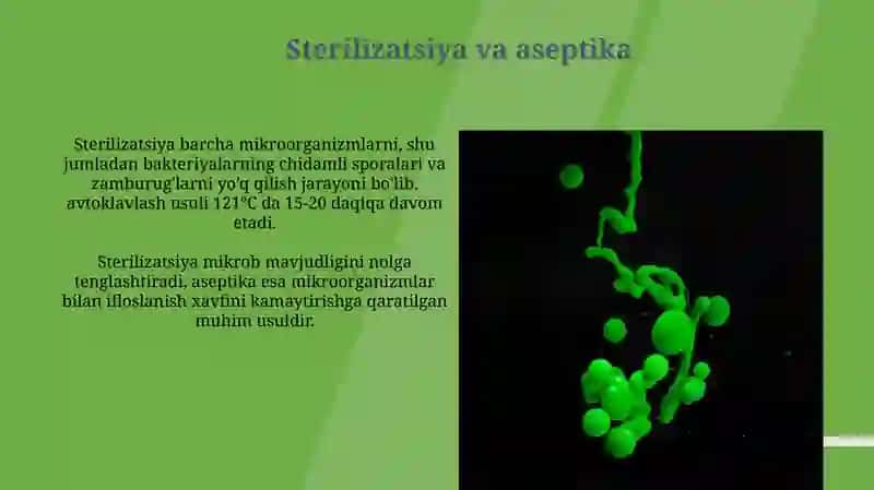 Aerob va anaerob bakteriyalarni sof xosilasini ajratish bosqichlari 4