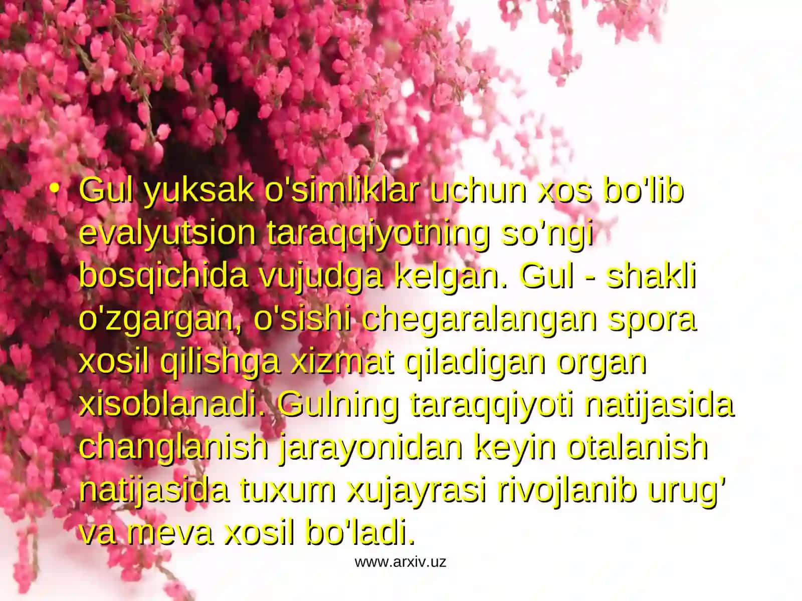 Gulning kelib chiqishi, gul morfologiyasi 4