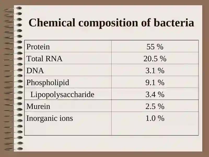 Physiology of Bacteria 4