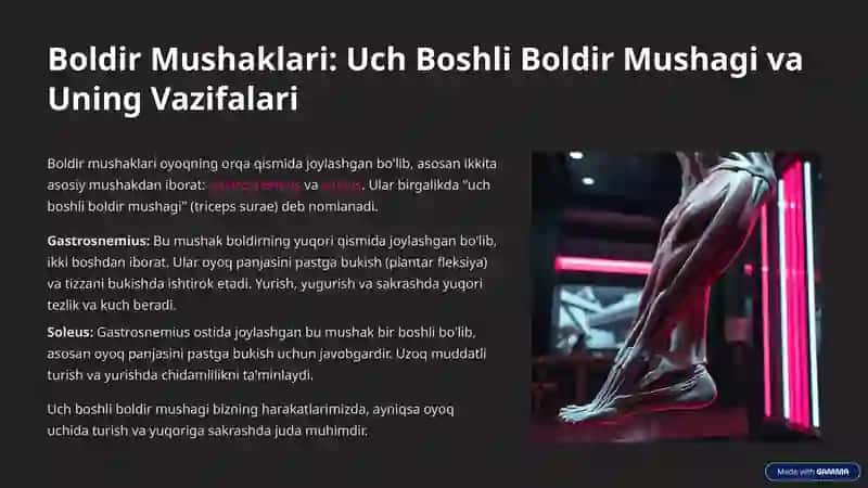 Oyoq mushaklari 4