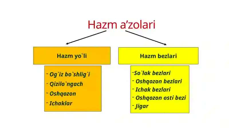 Ovqathazmqilish organlarining yoshgabog`liq xususiyatlari 4