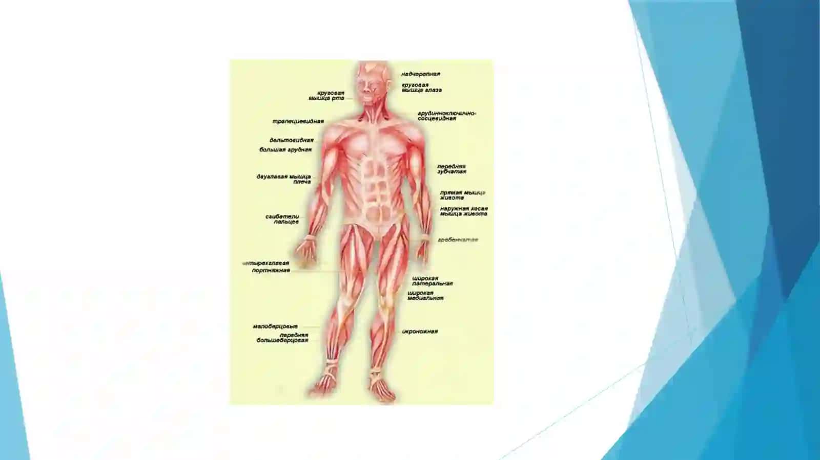TOSHKENT DAVLAT STOMATOLOGIYA INSTITUTI STOMATOLOGIYA FAKULTETI 1-KURS 110-B GURUH TALABASI KAMOLAXON USMONALIYEVANING ANATOMIYA FANIDAN TAYYORLAGAN SLAYD 4