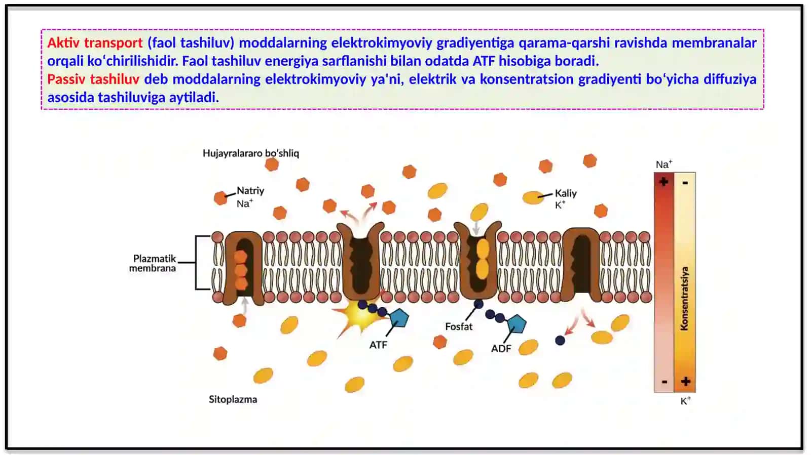 MIKROELEMENTLAR VA ULARNING FIZIOLOGIK AHAMIYATI 4