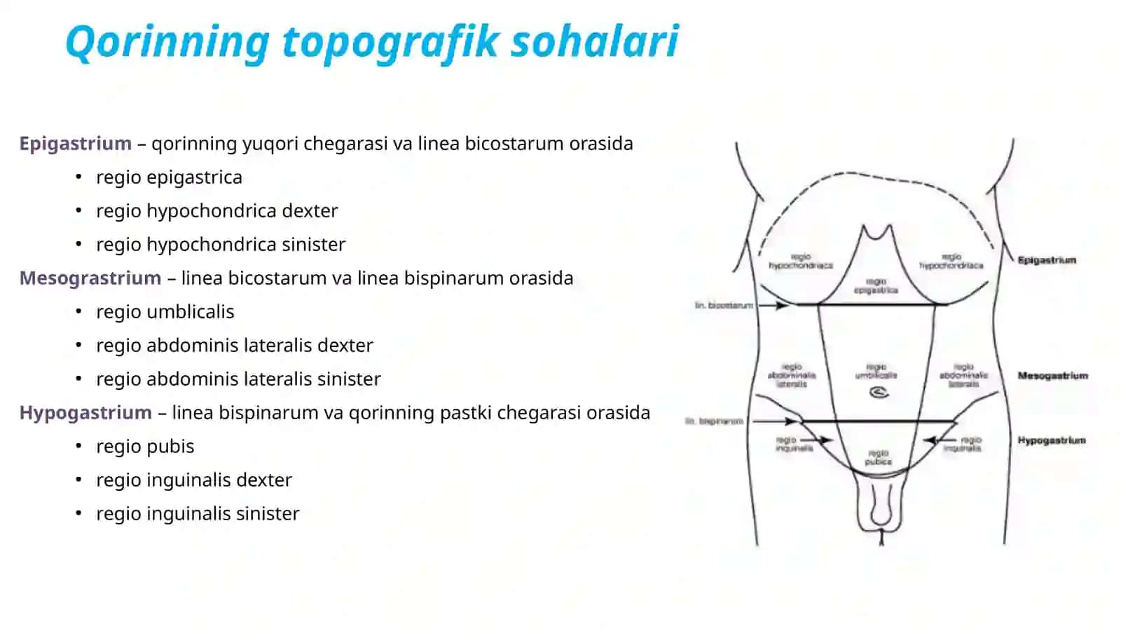 Anatomiya 4