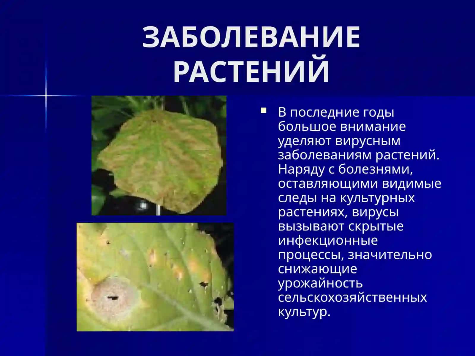 БИОТЕХНОЛОГИЯ И РАСТЕНИЕВОДСТВО 4