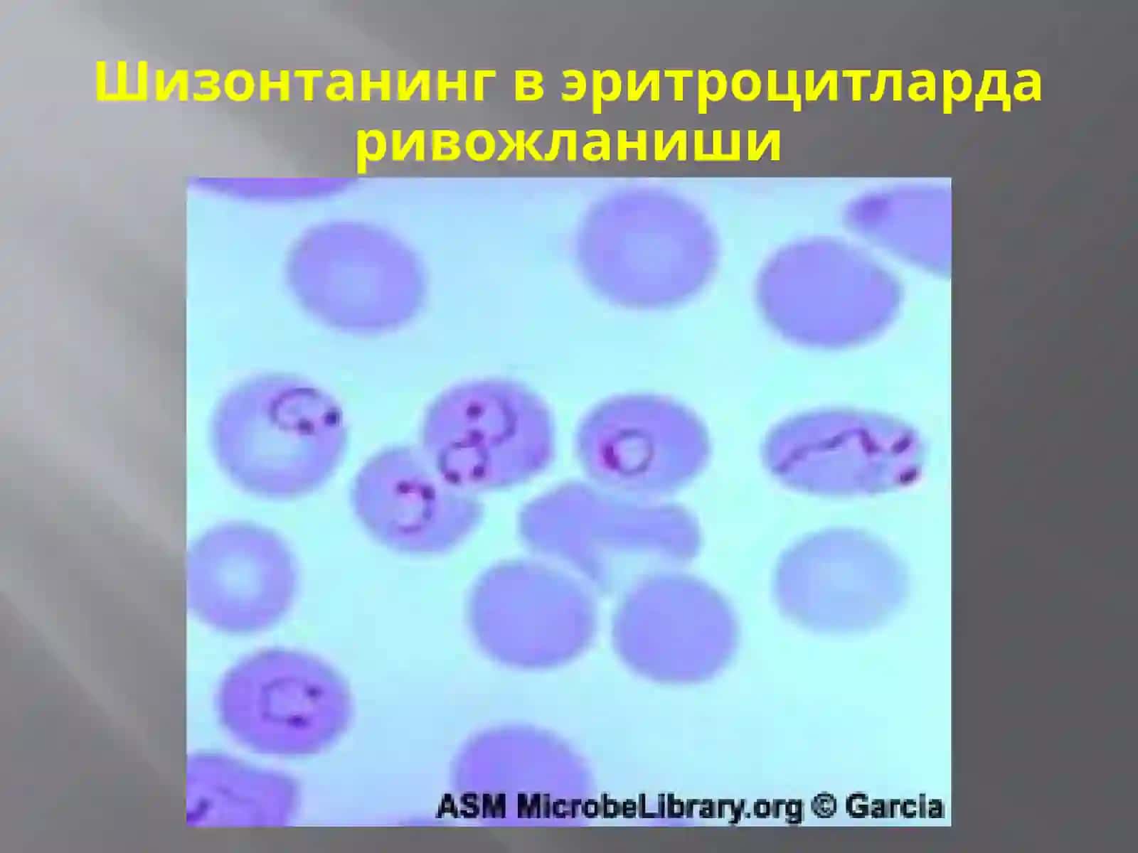 Protozoa кенжа дунёси (Бир ҳужайралилар) 4