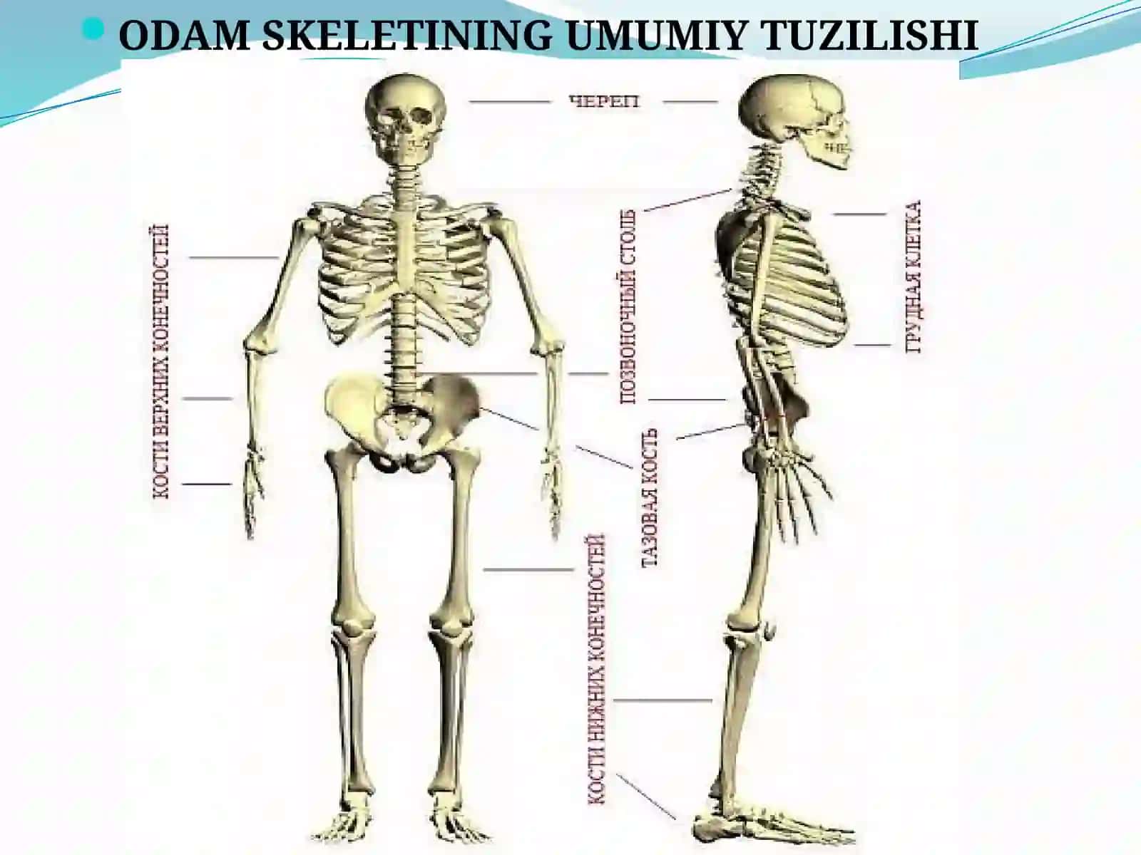Tayanch harakat tizimining yoshga oid fiziologiyasi 4