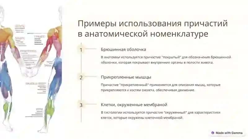 Введение в анатомо-гистологическую номенклатуру 4