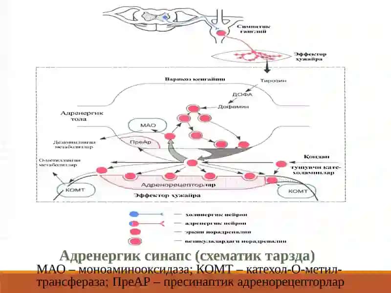 Адреномиметик дори воситалар 4