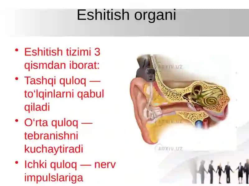 Eshitish biofizikasi elementlari. Ultratovush va uni stomatologiyada qo‘llanilishi 4