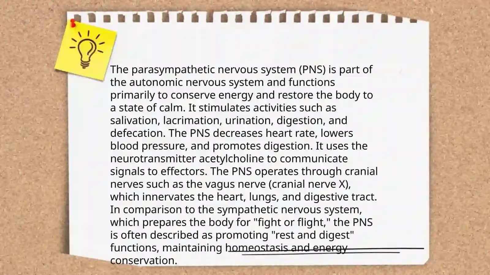 Vegitativ nerv tizimi parasimpatik 4