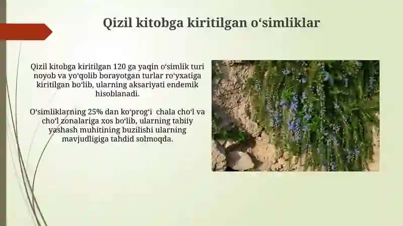 O’zbekistonning o‘simlik dunyosi va ularni muhofaza qilish 4