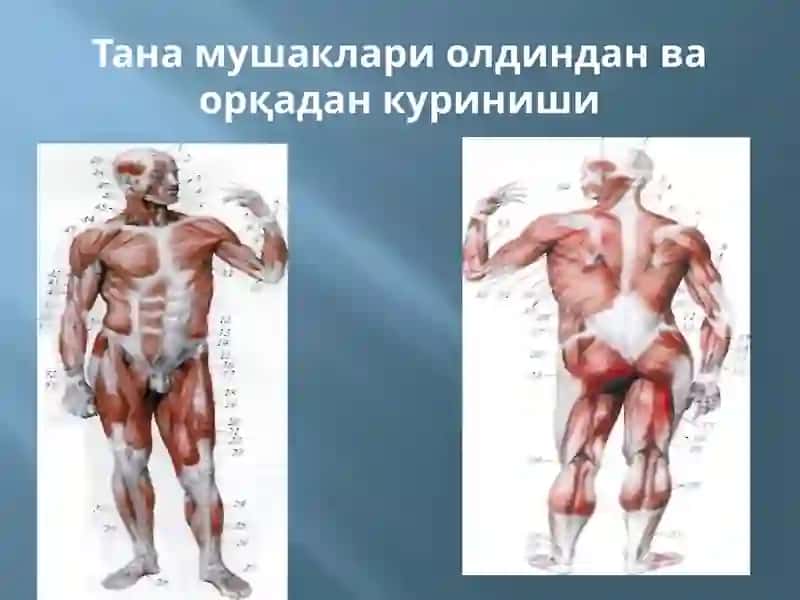 МУШАКЛАР ТЎҒРИСИДА МАЪЛУМОТ. МУШАКЛАРНИНГ ТАРАҚҚИЁТИ. МУШАКЛАРНИНГ ЁРДАМЧИ АППАРАТИ. КЎКРАК, ҚОРИН, ОРҚА МУШАКЛАРИ ВА ФАСЦИЯЛАРИ.  ДИАФРАГМА. ҚОРИН СОХАСИНИНГ ТОПОГРАФИЯСИ:  ҚОРИН ТЎҒРИ МУШАГИНИНГ ҚИНИ, ОҚ ЧИЗИҚ, ЧОВ КАНАЛИ. ҚЎЛ, ЧАНОҚ ВА ОЁҚ МУШАКЛАРИ 4