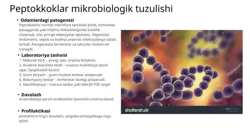 Shartli patogen anaerob kokklarni(peptokkoklar,peptostreptokkoklar,veylonellalar)xirurgik va ginekologik kasaliklaridagi axamiyati 4