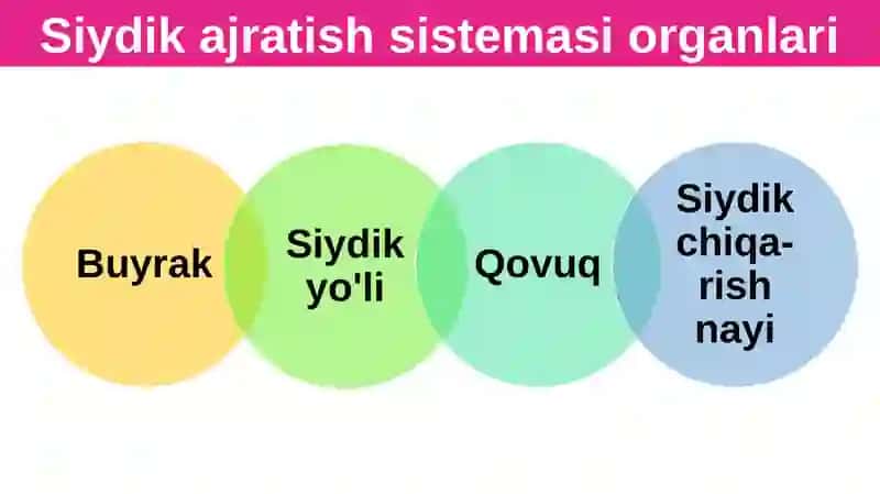 Siydik ayrish organlarining tuzilishi 4