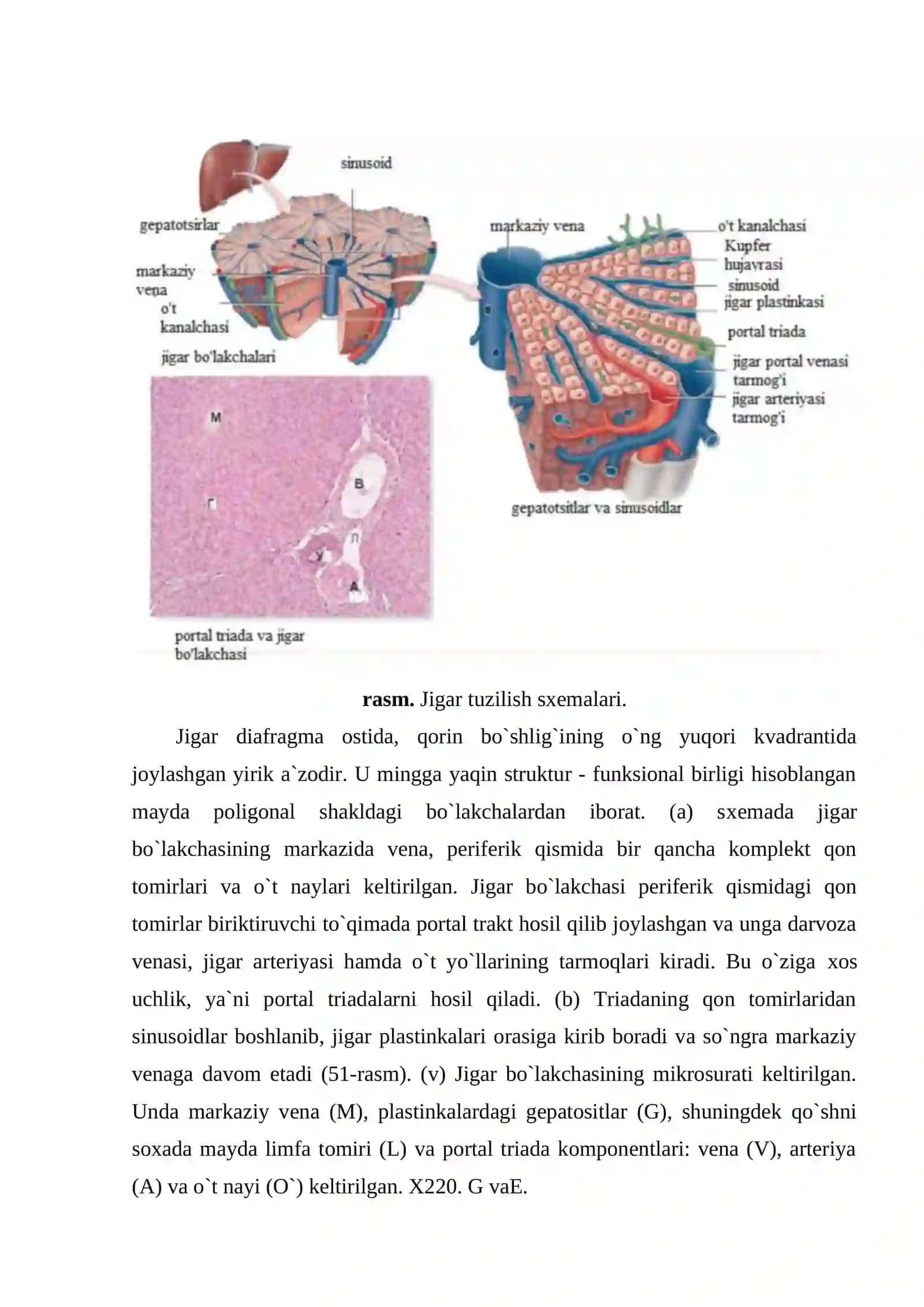 Jigar tuzilishi 4