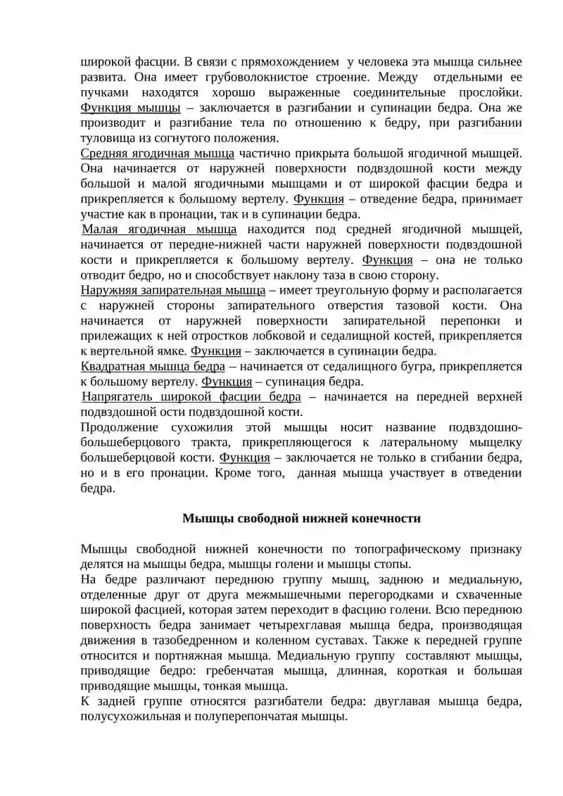 Мышцы и фасции нижней конечности 4