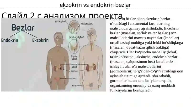 Endokrin bezlarining mikro tuzilishi 4