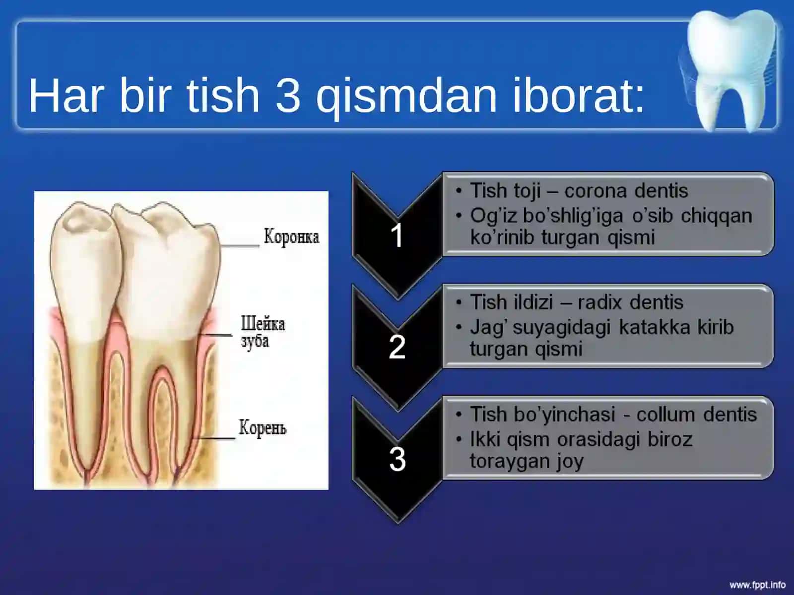 Tishlarni anatomik tuzilishi 4