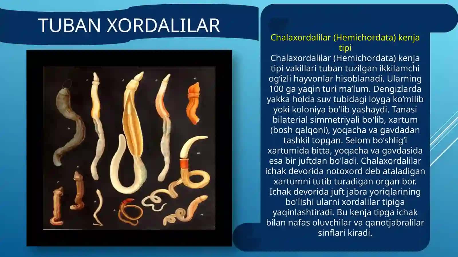 Xordalilarning muhim belgilari va ularning biologikahamiyati 4