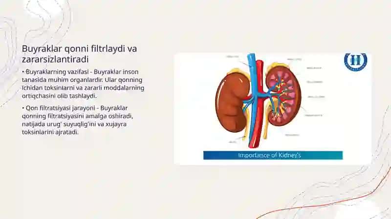 Ayiruv sistemasi. Buyraklar fiziologiyasi 4