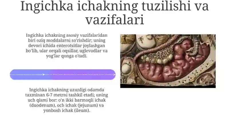 Ovqathazmqilishtizimi.Ingichkavayo’g’onichakgistalogiyasi 4