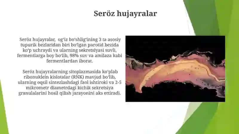 Tuprik bezlari gistalogik tuzilishi 4