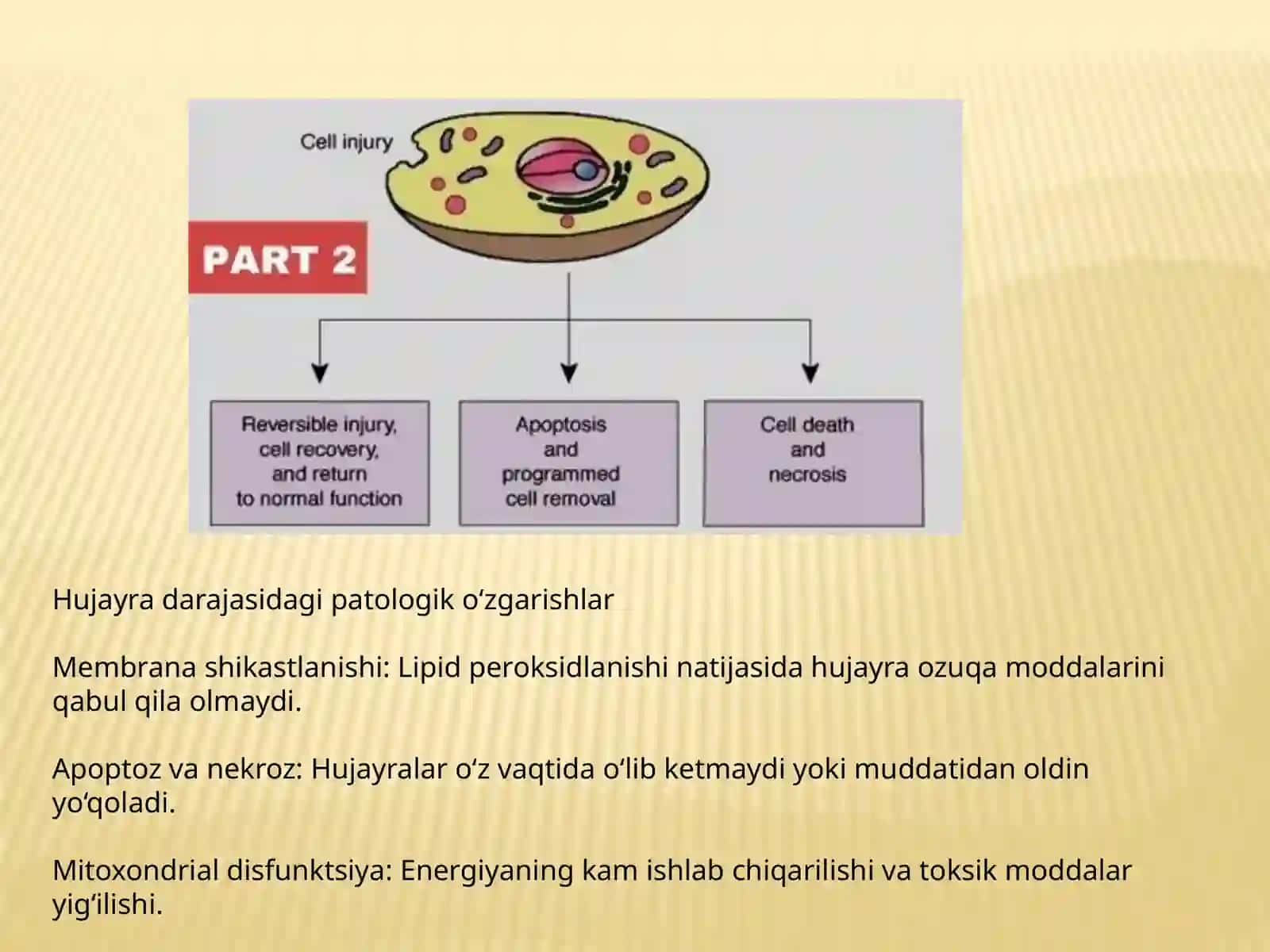 Organizmdagi keksayish davriga xos o'zgarishlar 4
