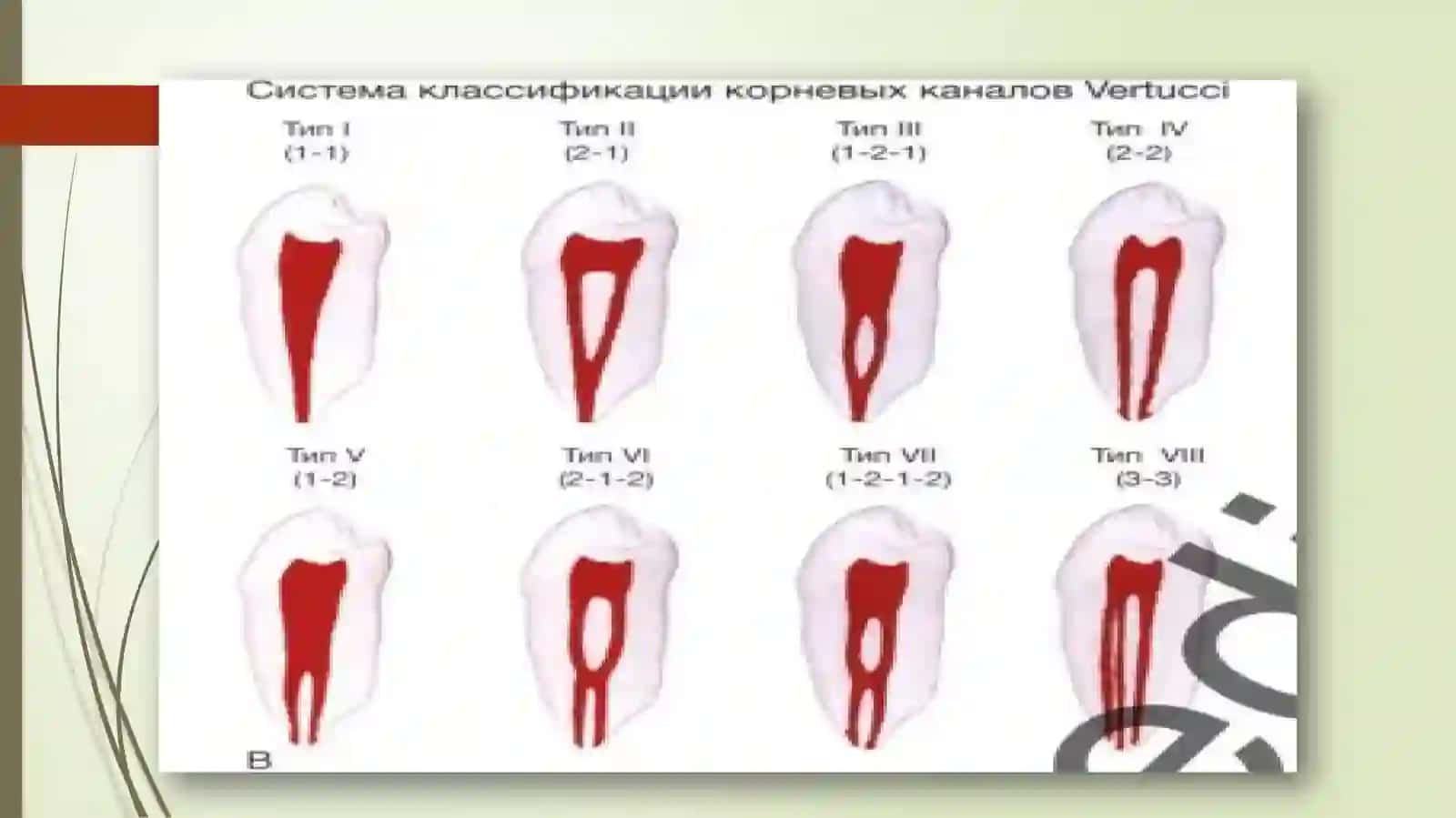 Tish bo’shlig’i topografik anatomiyasining o’ziga xos xususiyatlari 4
