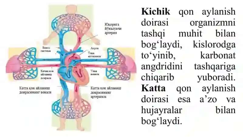 Yurak qon tomirlari 4