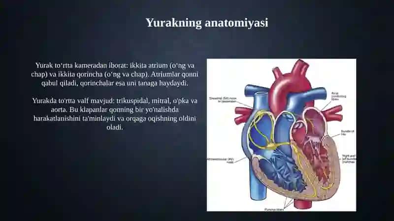 Qon aylanishning ahamiyati yurak tuzilishi 4
